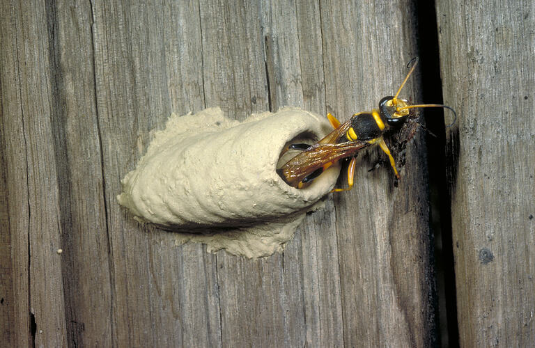 A wasp, the Common Mud-dauber, emerging from its mud nest.