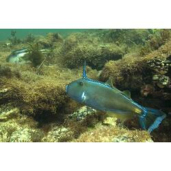 A fish, the Sixspine Leatherjacket, swimming over a reef.