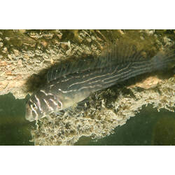 A fish, the Oyster Blenny, resting on a silty ledge.
