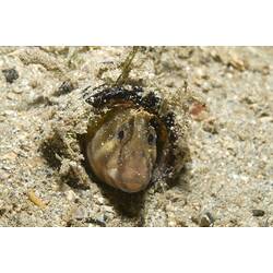 A fish, the Tasmanian Blenny, poking its head out of a bottle buried in the sand.