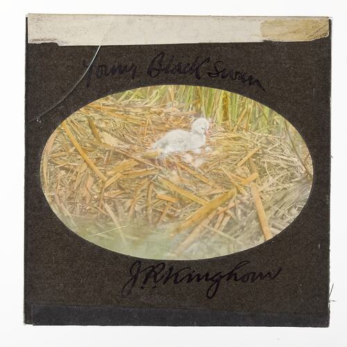 Lantern Slide - Young Black Swan, 1920-1940