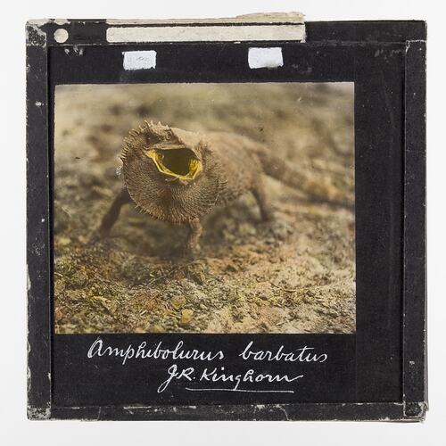 Lantern Slide - Amphibolurus Barbatus, 1920-1940