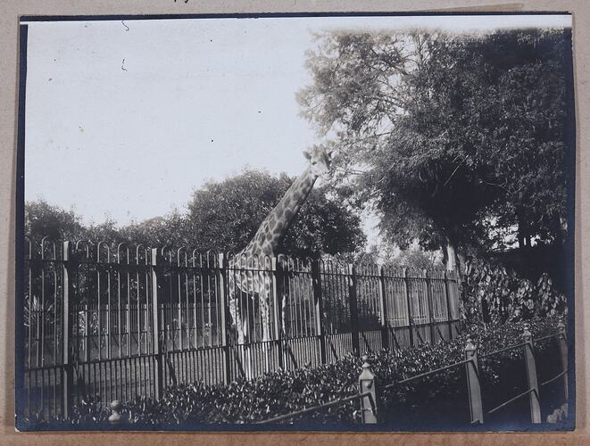 A Giraffe at the Zoo, Captain Edward Albert McKenna, World War I, 1914-1915