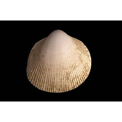 Thin-ribbed Cockle; shell exterior.