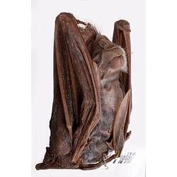 Spirit preserved bat specimen.