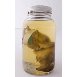 Golden Bandicoot specimen with labels in jar of ethanol.