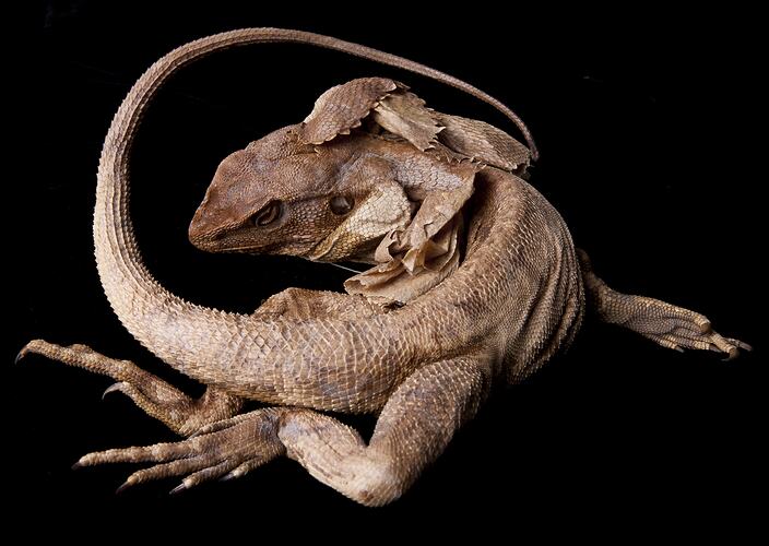 Spirit preserved Frilled Lizard specimen, dorsal view.