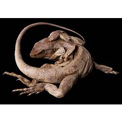 Spirit preserved Frilled Lizard specimen, dorsal view.