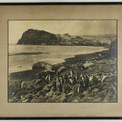 Photograph - 'Sea Elephants & Gentoo Penguins, Crozet Islands', Frank Hurley, Antarctica, 1929-1930
