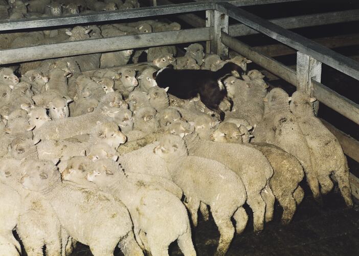 Sheep and Dog, Newmarket Saleyards, 1987