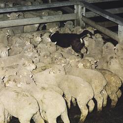 Digital Photograph - Sheep & Dog, Newmarket Saleyards, Newmarket, 1987