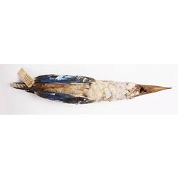 Dry bird skin with specimen labels.