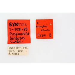 Entomology type specimen labels.