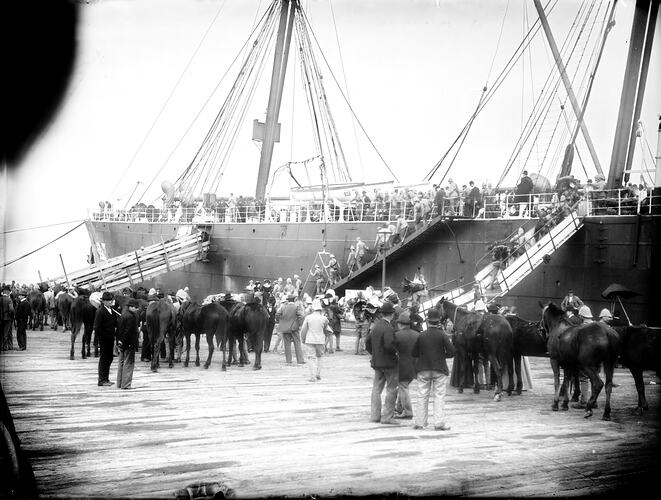 Ship in dock with crowd of people and horses, three gangways leading to ship.