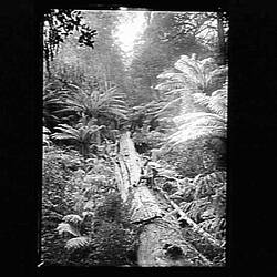 Glass Negative - Forest, by A.J. Campbell, Dandenong Ranges, Victoria, circa 1900