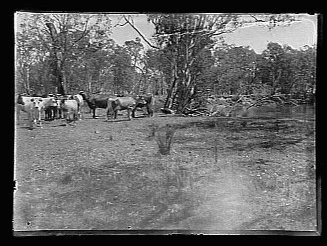 Group of cattle near trees and water.