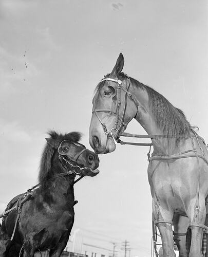 Two Horses, Melbourne, Victoria, Sep 1953