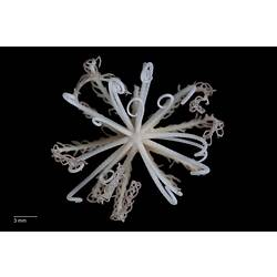 Feather star with long coiled, white arms, dorsal view.