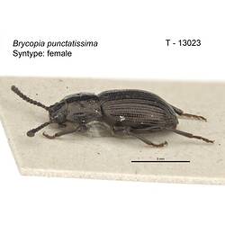 Beetle specimen, lateral view.