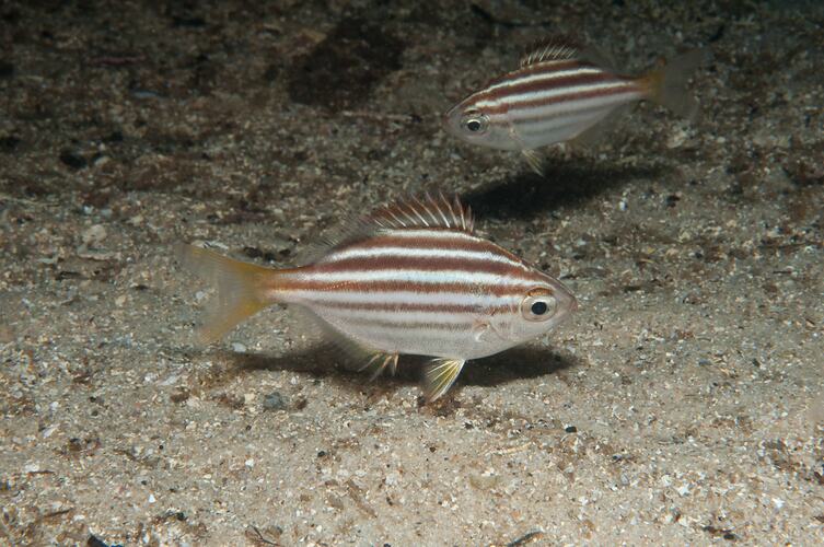 <em>Atypichthys strigatus</em>, Mado. Gabo Island, Victoria.