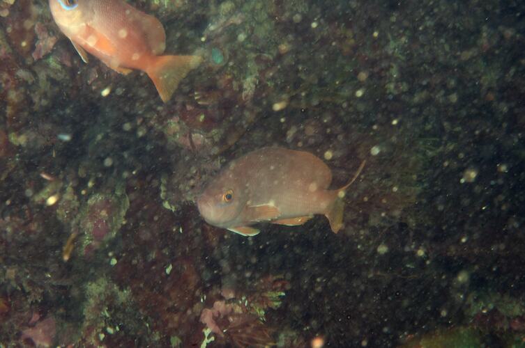 <em>Caesioperca rasor</em>, Barber Perch. Bunurong Marine National Park, Victoria.