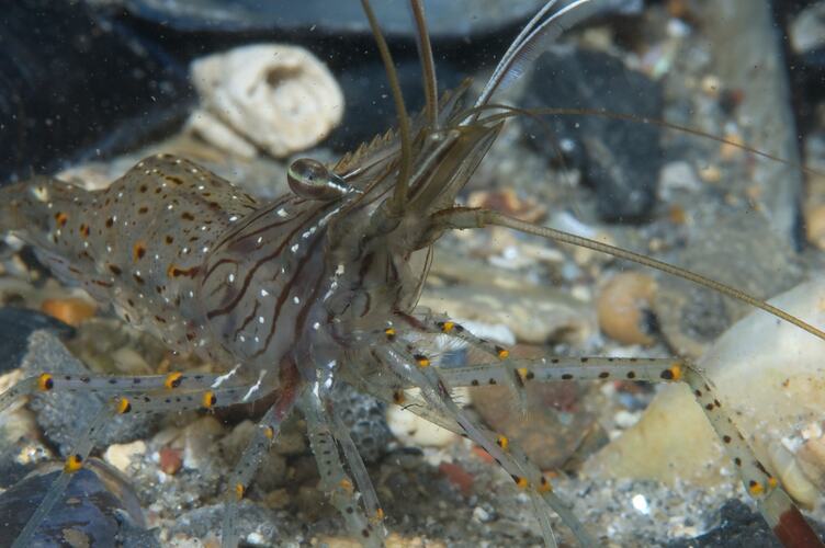 Pale shrimp with yellow and black spots on body and legs.