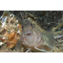 <em>Parablennius tasmanianus</em>, Tasmanian Blenny. Mornington Jetty, Port Phillip, Victoria.