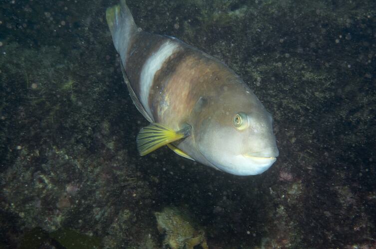 <em>Notolabrus tetricus</em>, Bluethroat Wrasse. Popes Eye, Port Phillip, Victoria.