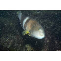 <em>Notolabrus tetricus</em>, Bluethroat Wrasse. Popes Eye, Port Phillip, Victoria.