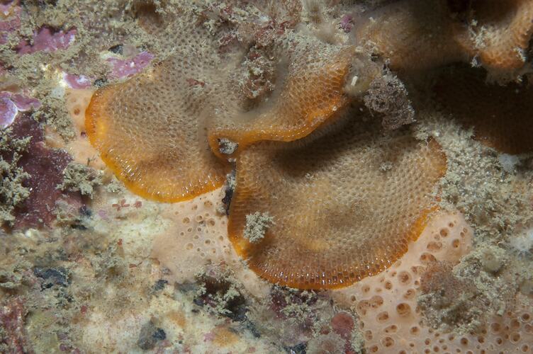 Phylum Bryozoa, lace coral. Wilsons Promontory National Park, Victoria.
