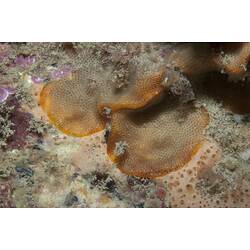 Phylum Bryozoa, lace coral. Wilsons Promontory National Park, Victoria.