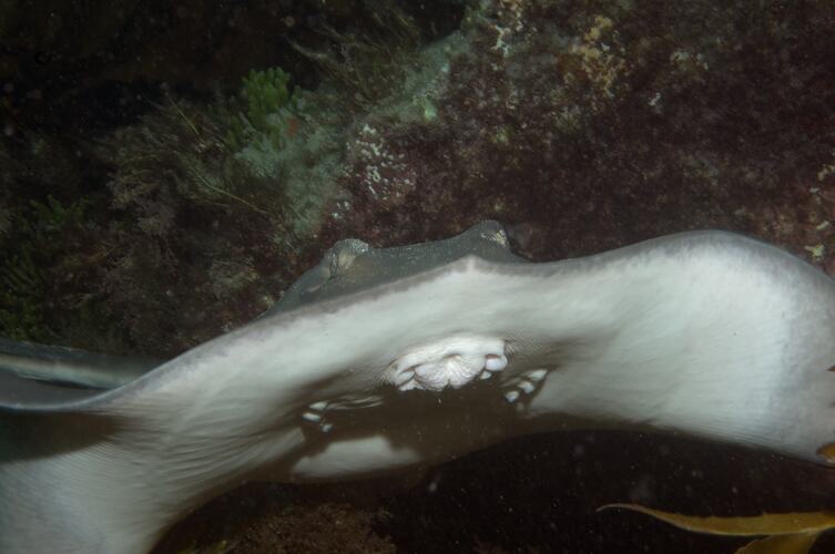 <em>Dasyatis brevicaudata</em>, Smooth Stingray. Popes Eye, Port Phillip, Victoria.
