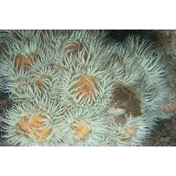 Class Anthozoa, anemone. Port Campbell, Victoria.