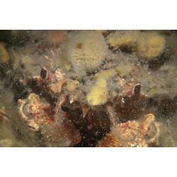 Order Decapoda, decapod. Western Port, Victoria.
