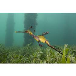 <em>Phyllopteryx taeniolatus</em>, Common Seadragon. Western Port, Victoria.