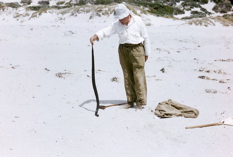 Charles Brazenor Holding Black Tiger Snake, Franklin Island, South Australia, 1959