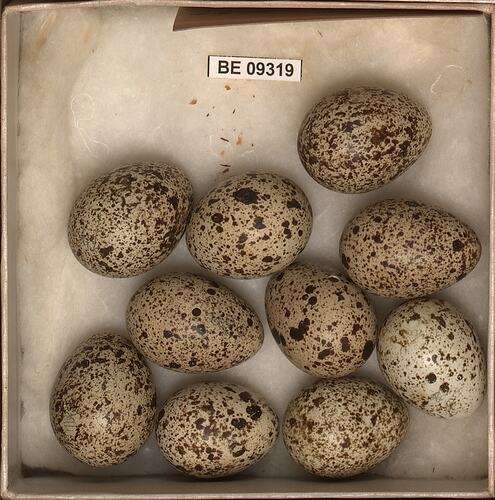 Ten bird eggs with specimen labels in box.