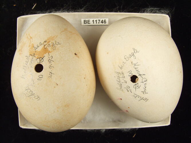 Two bird eggs with specimen label in box.