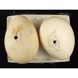 <em>Icthyophaga leucogaster</em>