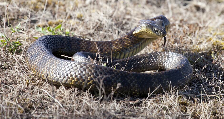Dark snake in grass.