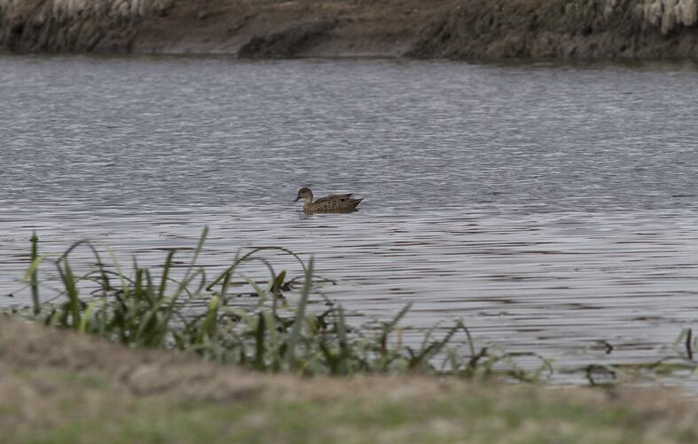 Brown duck on water body.