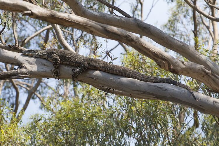 Large grey banded lizard lying on Eucalyptus branch.