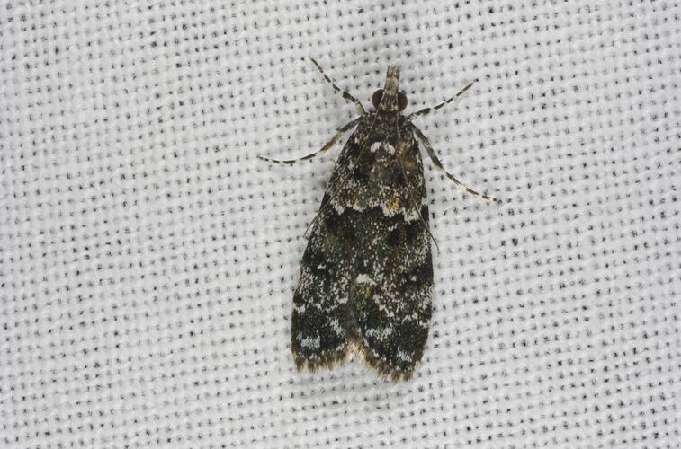 <em>Eudonia protorthra</em>, Crambid moth. Grampians National Park, Victoria.