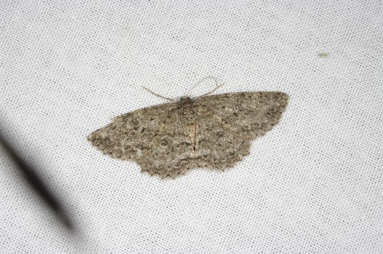 <em>Ectropis fractaria</em>, Geometrid moth. Grampians National Park, Victoria.