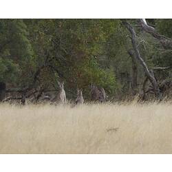 Group of grey kangaroos in dry grass.