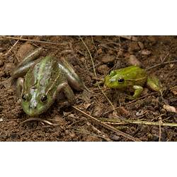 Large and small green frogs wth brown markings.
