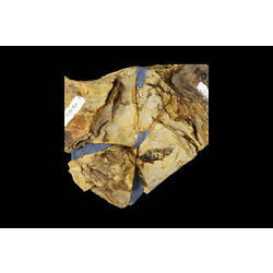Fossil fish in matrix.