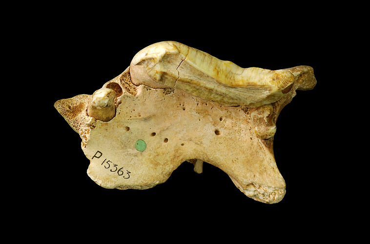 Fossil marsupial upper jaw bone fragment with tooth.