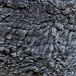 Detail of scales of fossil fish cast.