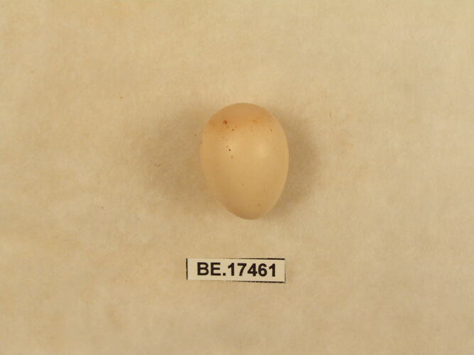 Bird egg with specimen label.